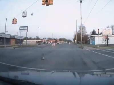 Where this bird decided to land