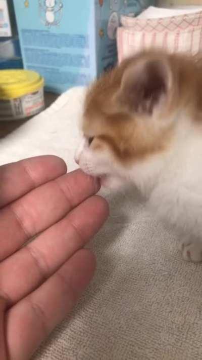 Dumpling is doing time for being a sassy potato, and chomping the hands that feed her