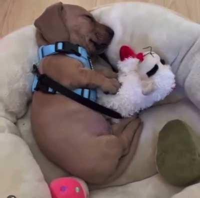 When you’re having a good dream and Lamb Chop is there too.