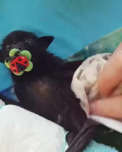 How To Wash Little Beautiful Mice...