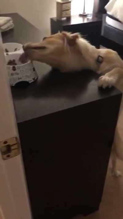 To not get caught eating cat food