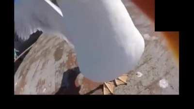 Este vídeo me encanta