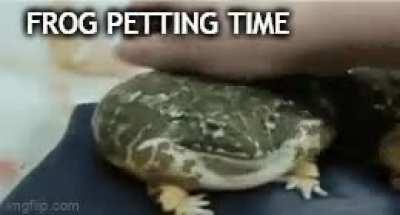 Frogs are cute 🐸👍