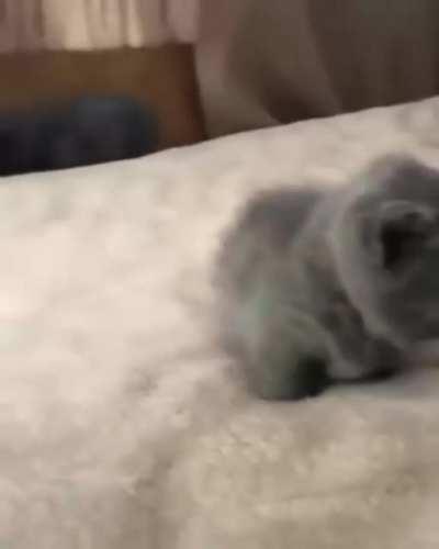 Here have this after all cursed things