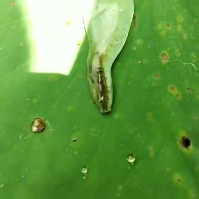 Shrimp isolated in a water droplet using surface tension to make their way back to the water