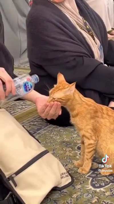 In the Middle of the Haram… A Powerful Act of Kindness