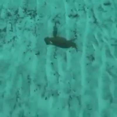 wasnt aware of their bird like abilities