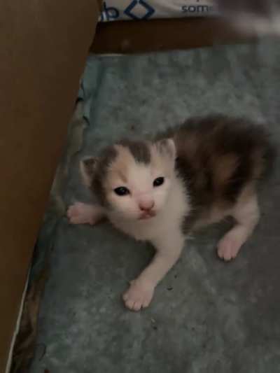 Tulip is 12 days old and is going straight to jail!