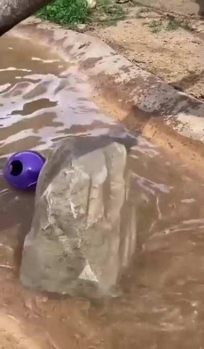 Poor otter has been corrupted by violent videog*ame m*tal g*ar