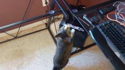 Kitten is confused because of missing glass top on the desk