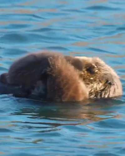 Sea otter pup takes a floating nap