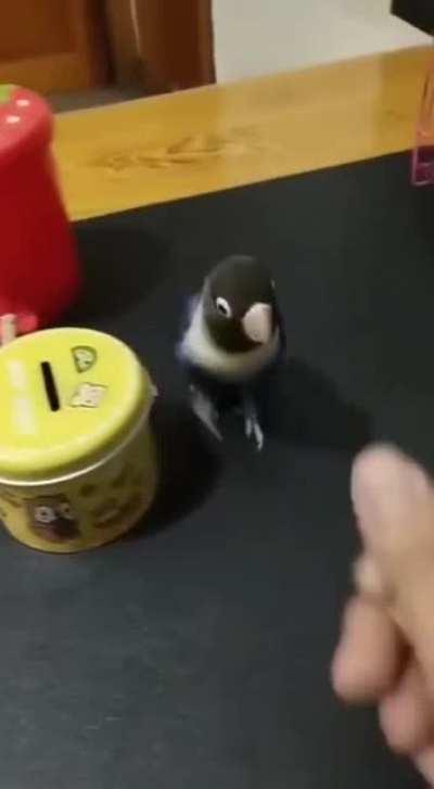 The Bird knows what to do