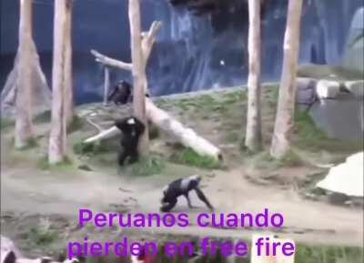 Otro video de monos en baja resolución para perder $25