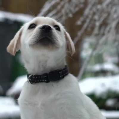 Adorable puppy amazed by falling snow