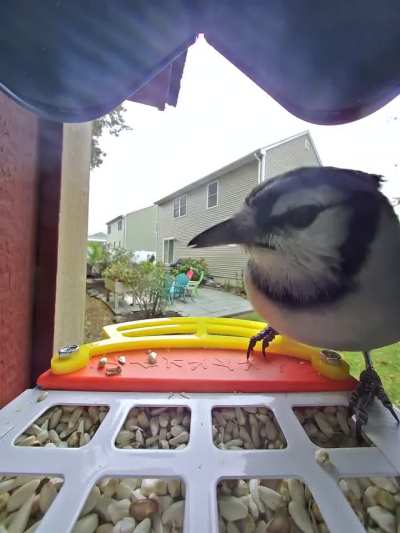 Waiting in the Wings