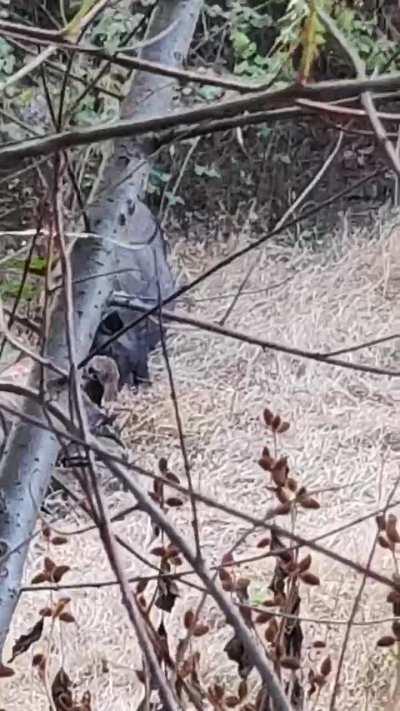 Wild boars are eating deceased Azerbaijani soldiers.