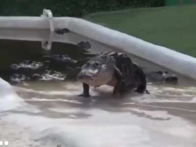 An Alligator named Darth Gator only comes when his theme song is played