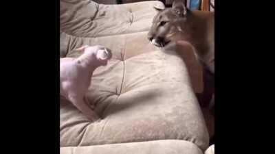 Chad floppa vs virgin bingus 😨