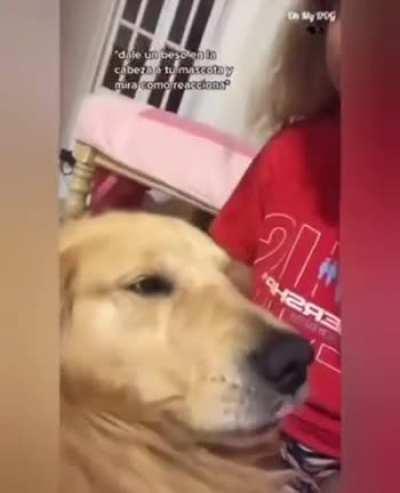 Kissing dogs on forehead to see their reactions