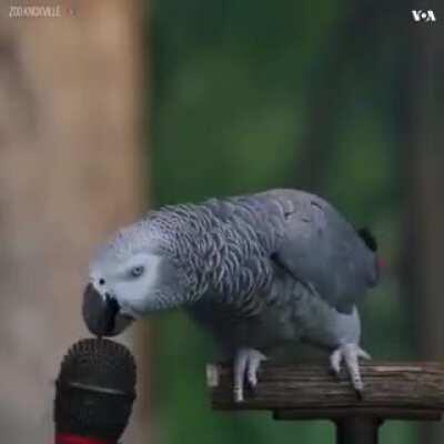 Nice parrot :p