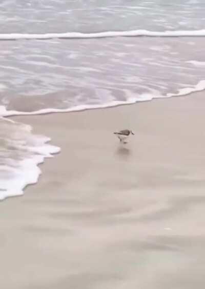 Bird being chased by the water