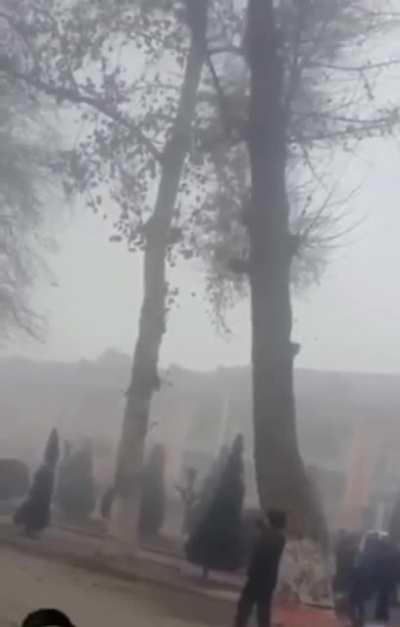 HMFT after - Why are the bottoms of some trees painted white?