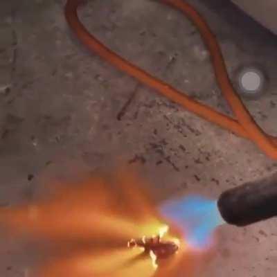 Toasting a cockroach