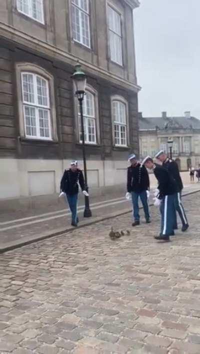 The Danish Queen’s lifeguards escorting a duck and its ducklings to safety