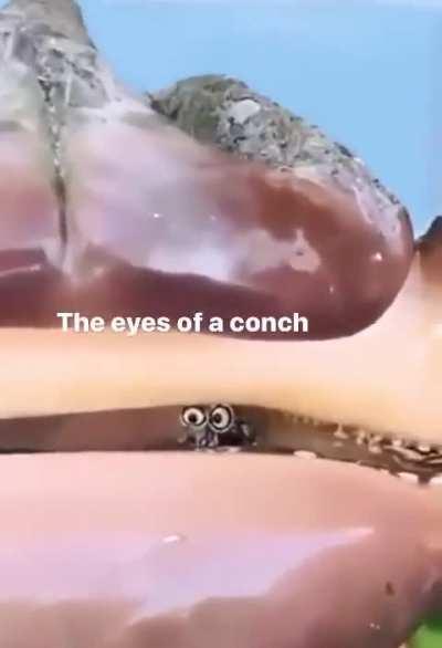 While most snail eyes generally only detect light, the eyes of the conch snail have complex retinas and can actually produce an image.
In other words, they see you.