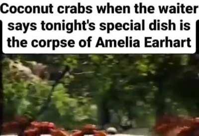 common coconut crab w