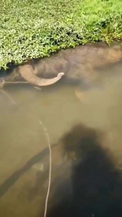 saw a big fish today