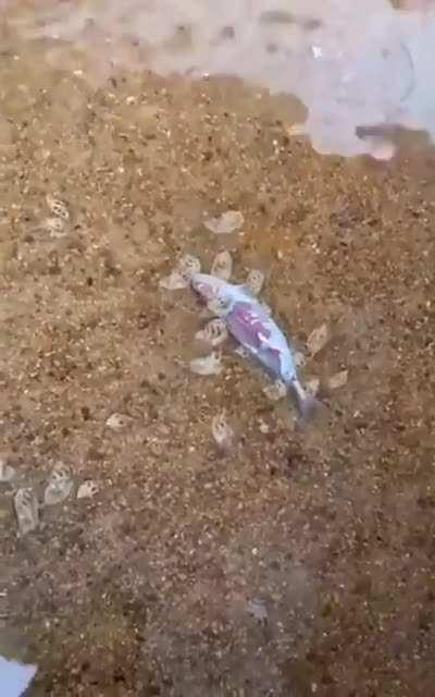 🔥 Australian fresh water snails