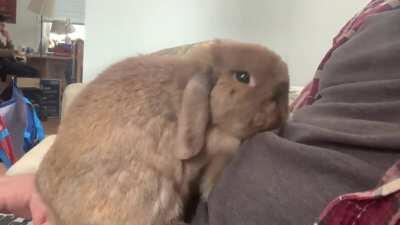 Could anyone that speaks rabbit translate this into English? George has been jumping up into my lap and doing this almost daily