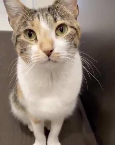 No tengo un meme pero este video que espero que te alegre el día o la noche