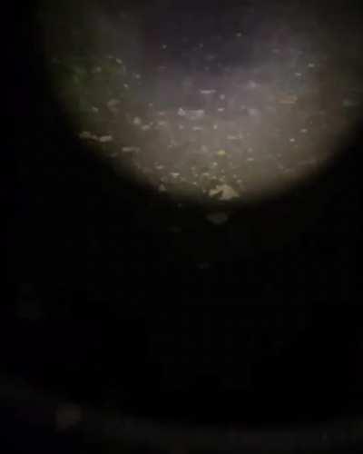 Midnight screams , this forest does not have foxes in it, due to some accident that happened a while back. this forest is fox free. Those screams sound like children screaming , i was in the middle of the forest. Happened in Switzerland 🇨🇭