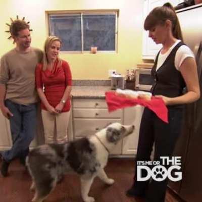 This Dog When Told He Can't Have Any Cupcakes