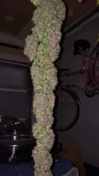 The top branch of my blue cheese harvest this year