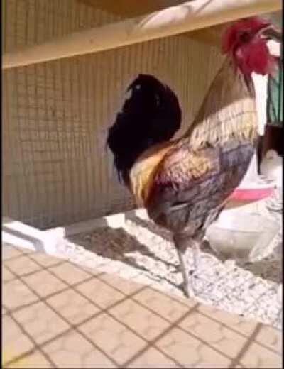 When the rooster tried to mimic the siren, this is what happened !!!