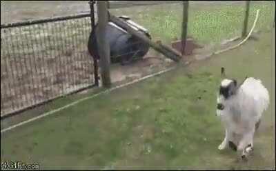 Boy, you can't run away from me