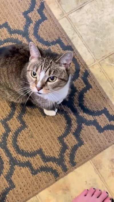 She does this every morning till I pet her and carry her around like a baby. 