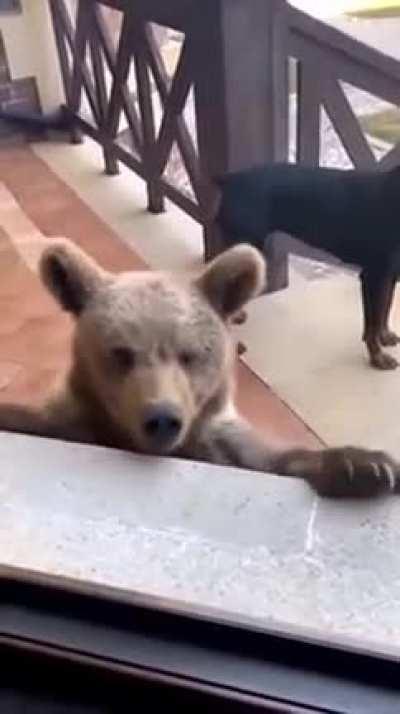 The bear just wanted to be apart of the fam 😆🐻❤️