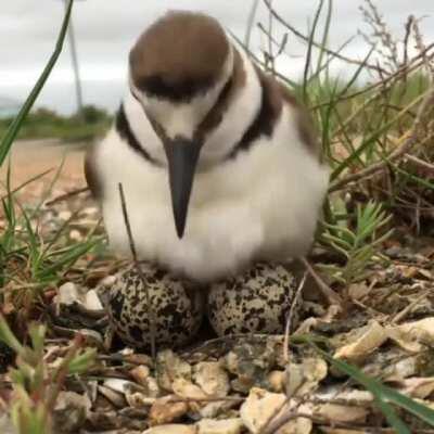 Keeping the eggs warm