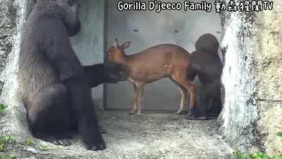 A baby Gorilla and its mom, trying to pet a Muntjac Deer that lives in their enclosure