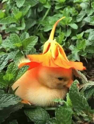 War got you down? Here’s a sleepy duckling resting in a mint patch with a flower for a hat.