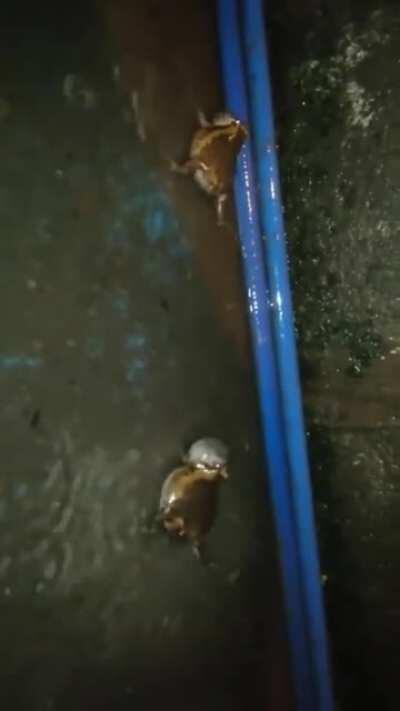 My favorite frog video to date