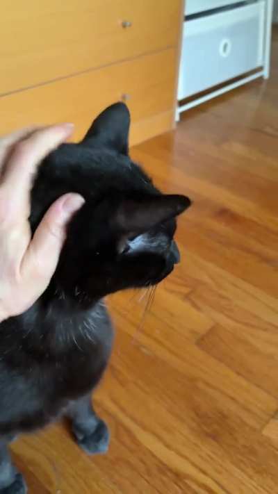 My big boy enjoying some pets