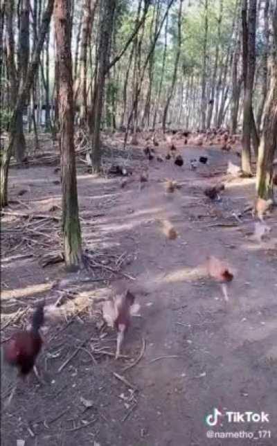 u/Dodo_Whisperer and his dodos