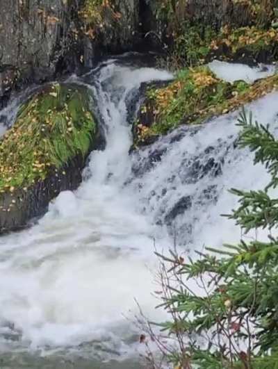 Trout, Virginia River