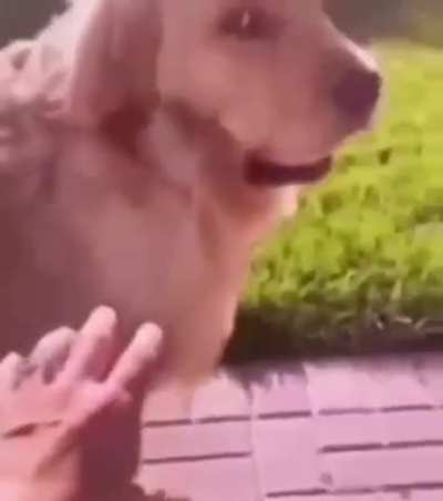 Furries trying to fuck my dog