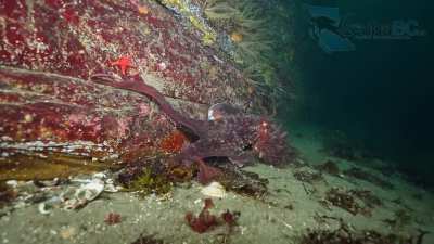 🔥 Come with me on a dive to find a giant Pacific octopus… I end up finding three! [OC]